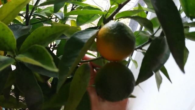 Мандарин дома