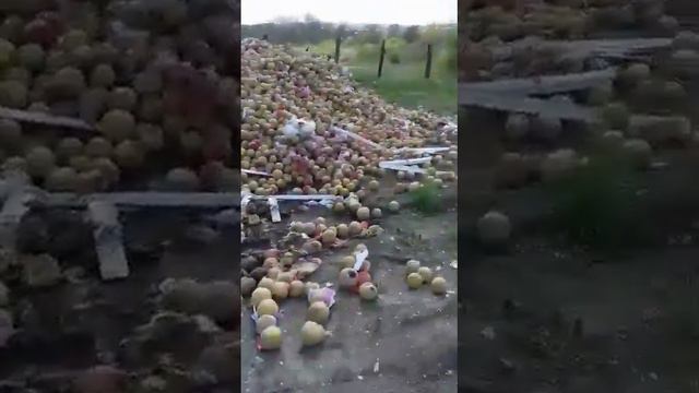 не связывайтесь с компанией san food египет! смотреть онлайн