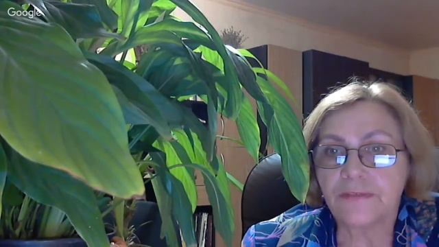 Приглашаю на разговор о комнатных растениях. смотреть онлайн