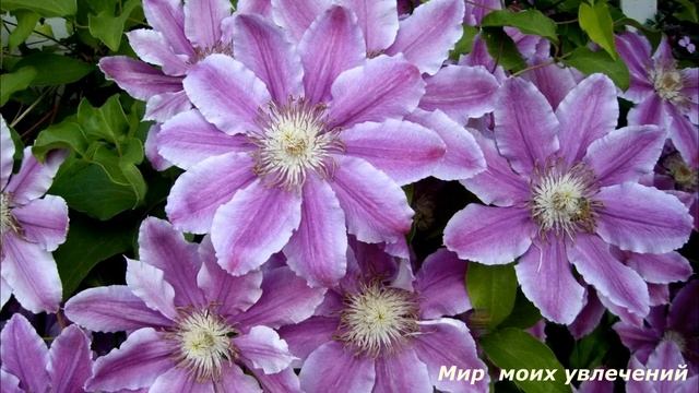 Клематисы для начинающих 2 часть смотреть онлайн