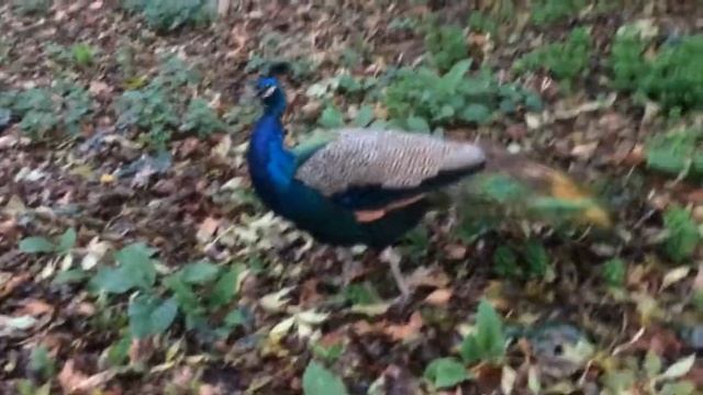 #1 London Hyde Park - Лондон Гайд Парк !!! смотреть онлайн