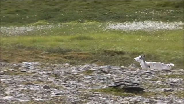 Jämtlandsfjällen 2013 смотреть онлайн