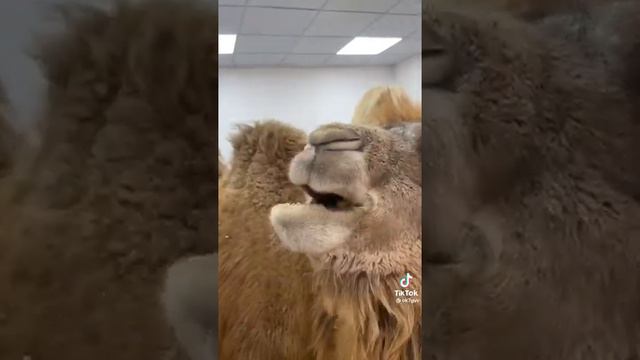 The way that Camels eat Cactus 🔥 🔥 смотреть онлайн