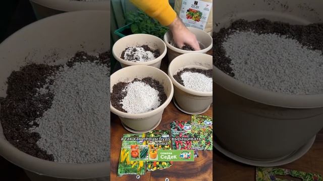 Выращиваете домашний декоративный кустарниковый перец в горшках? Тогда самое время его рассадить.