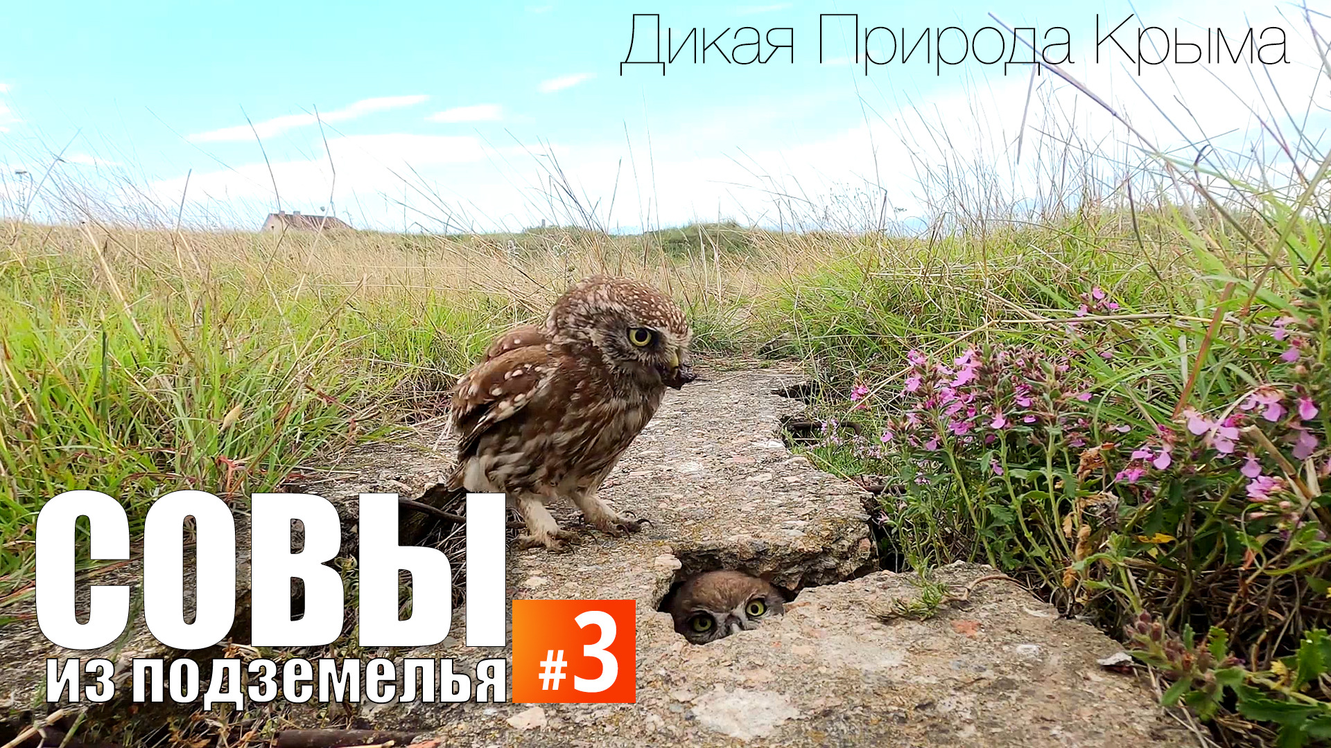 Совы из "подземелья". Эпизод 3. Возле норы смотреть онлайн
