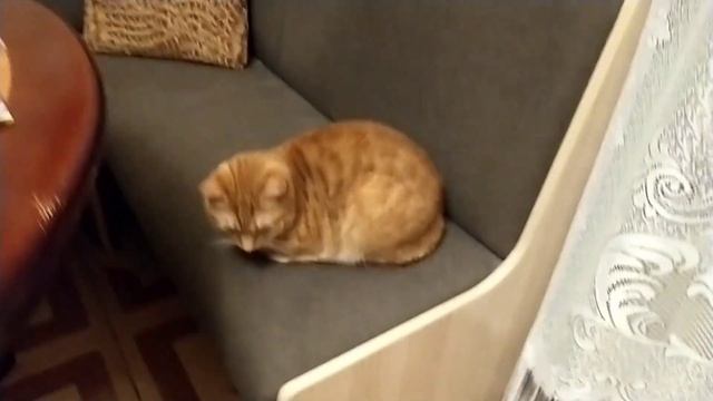 Котики. И доброй всем ночи!!! смотреть онлайн