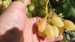 Виноград Голд Фингер 2023.