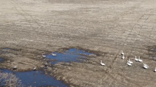 Прилетели лебеди и журавли в Тюмень. Видеоохота на перелётных птиц. смотреть онлайн