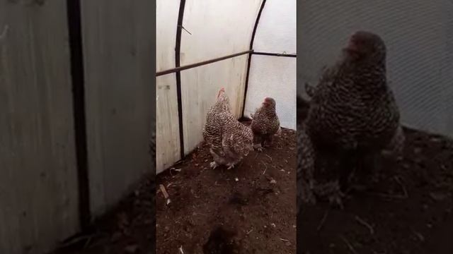 Куры породы кохинхин кукушечный смотреть онлайн