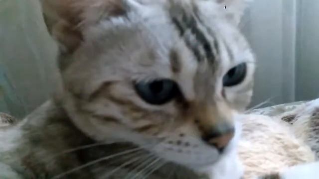 Рассказ о кошке смотреть онлайн