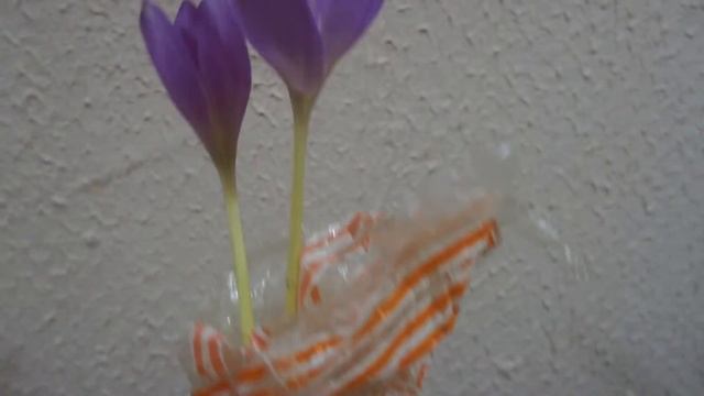 Безвременники посадила 14.09.16.во дворе. Они Спустя 7,5 мес -30.04.17. смотреть онлайн