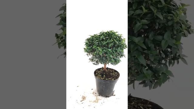 Мирт, миртовое дерево в горшке – обзор товара смотреть онлайн