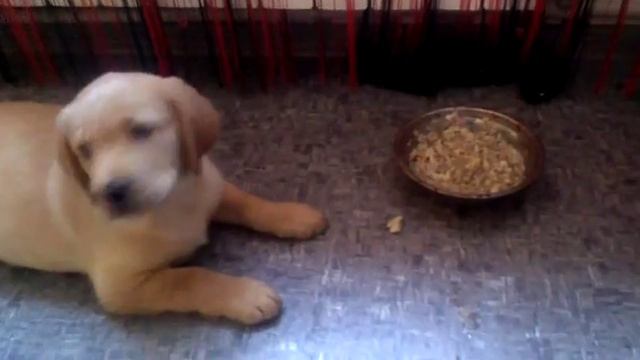 Учим лабрадора ждать 2 месяца смотреть онлайн