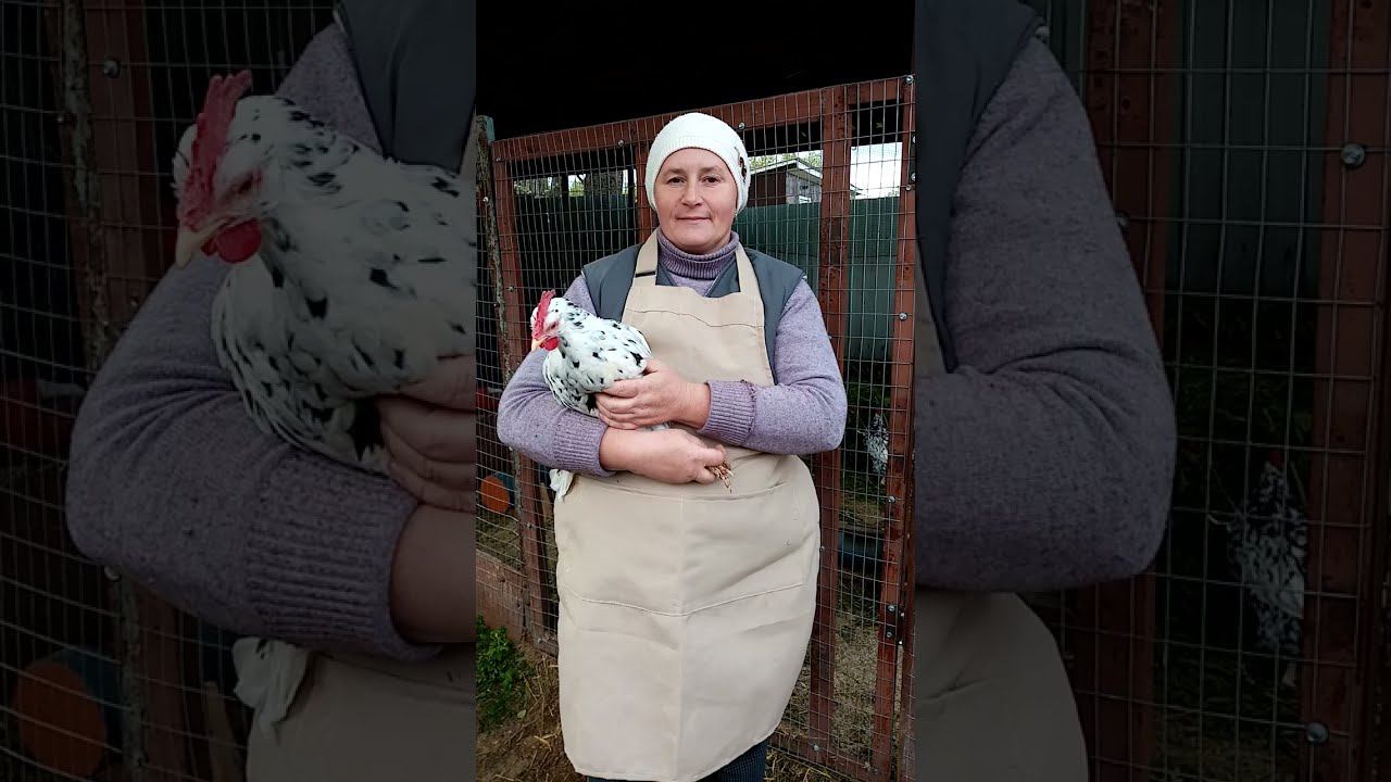 Леггорн Далматинец - лучший выбор птицевода. смотреть онлайн