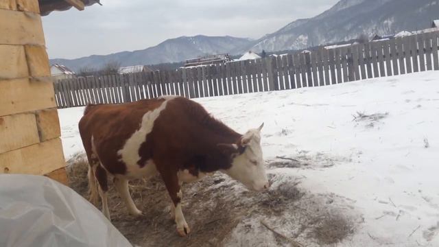 Танцы счастливой коровы🐂 смотреть онлайн