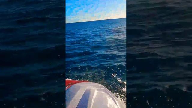 South Florida ocean fun off Jupiter Inlet смотреть онлайн