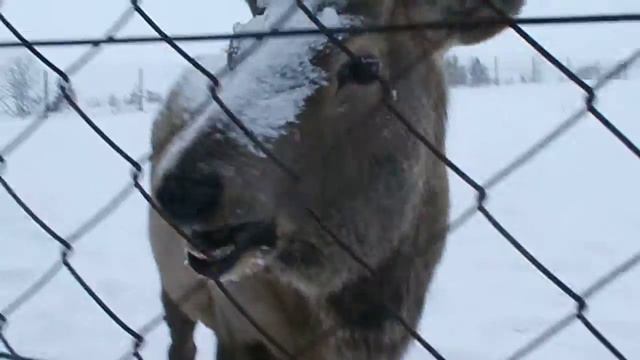 Зоопарк. Питомник. Олень с облезлыми кривыми рогами. смотреть онлайн
