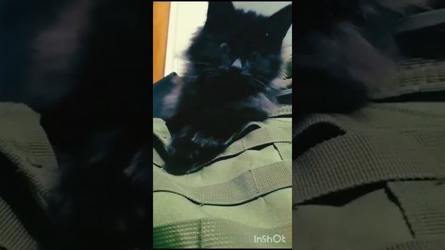 кот - ветеран