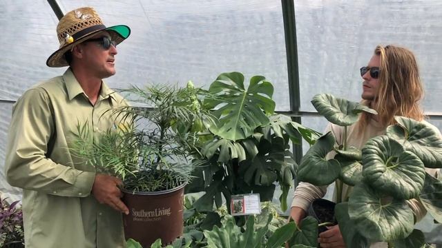 Plants for a Shade Garden- Soft Caress Mahonia, Ligularia, Foxtail Fern and a few other favorites. смотреть онлайн