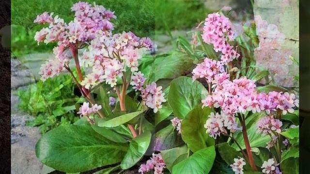Красивые многолетние цветы, которые стоит посеять под зиму смотреть онлайн