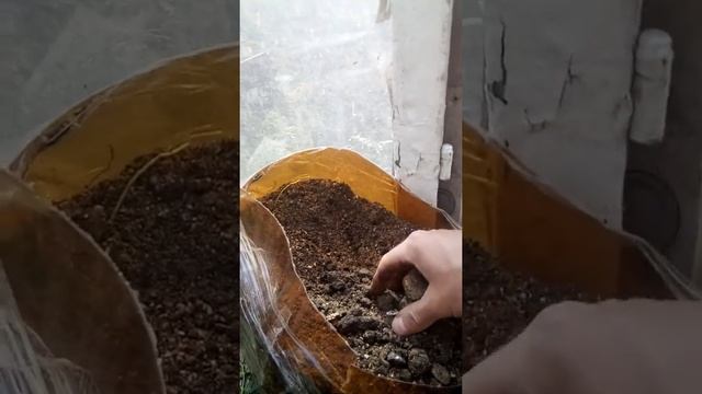 Как посадить инжир? смотреть онлайн