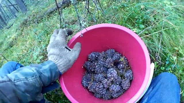 Ландшафт Северного Урала . Кедровник. смотреть онлайн