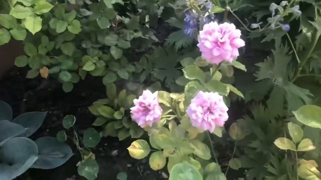 Обзор розы Джубили Селебрейшн в экстримально жарких условиях. Jubilee Celebration. смотреть онлайн