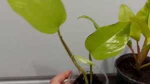 Филодендрон Goldi Locк (Голди Лок)