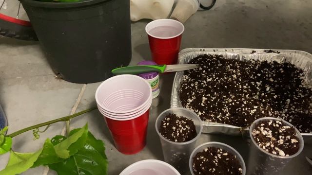 How to Propagate Passion Fruit Vine From Cuttings||Passiflora edulis смотреть онлайн
