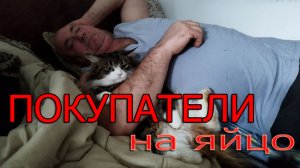 Покупатели на яйцо приехали издалека