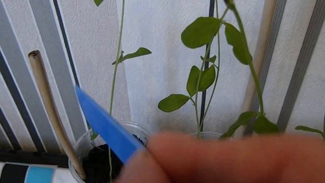 Душистый горошек. Уход за рассадой.