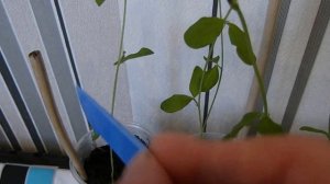 Душистый горошек. Уход за рассадой.