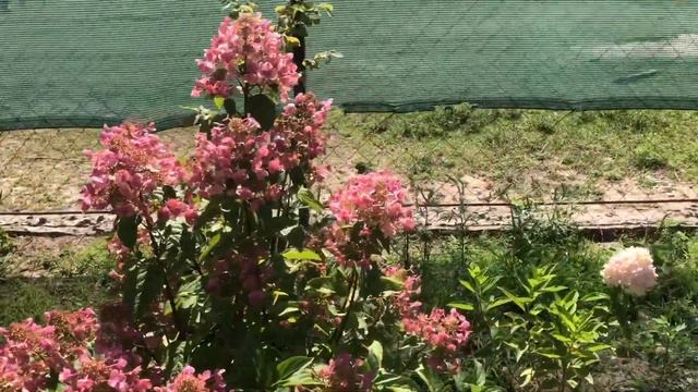 В плену гортензий.Моя коллекция.Часть 1. смотреть онлайн