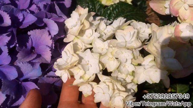 Гортензия крупнолистная Double Dutch white- очень нежная красавица! смотреть онлайн