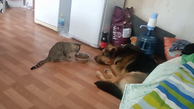 Наглый котяра объедает пёсика смотреть онлайн