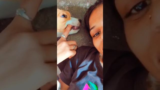 my cute puppy beagle dog 🐕 Mast dog lovely dog 🐕 ❤ 💕 смотреть онлайн