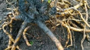 Пересадка пиона / Деление древовидного пиона и посадка обычного пиона