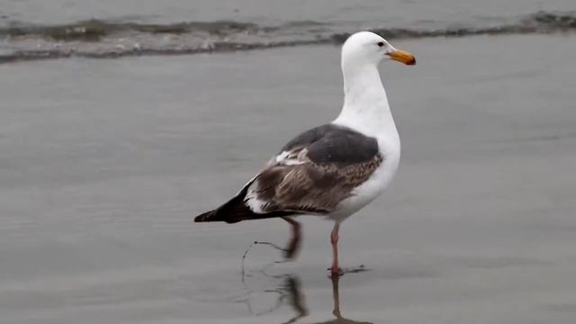 Западная чайка (Larus occidentalis). Птицы США. смотреть онлайн