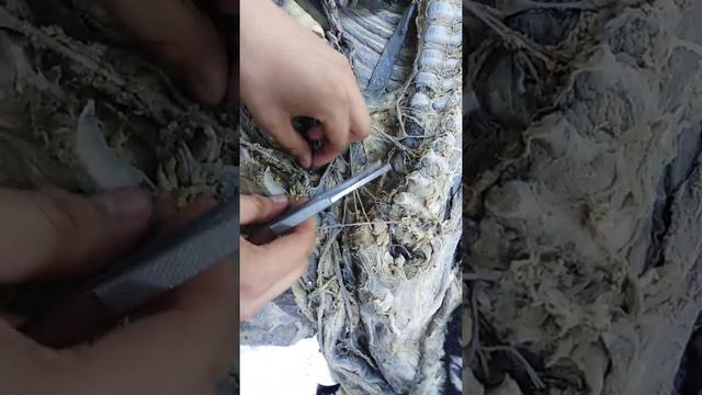 АНАТОМИЯ ЖИВОТНЫХ! АНГИОЛОГИЯ!! смотреть онлайн