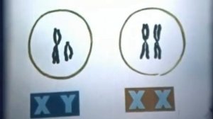 Научфильм  Хромосомная теория наследственности