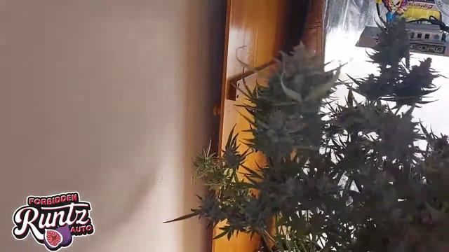 FastBuds Forbidden Runtz Auto grow journal harvest смотреть онлайн