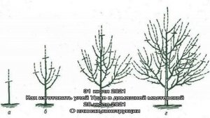 Для чего и когда проводится обрезка сливы