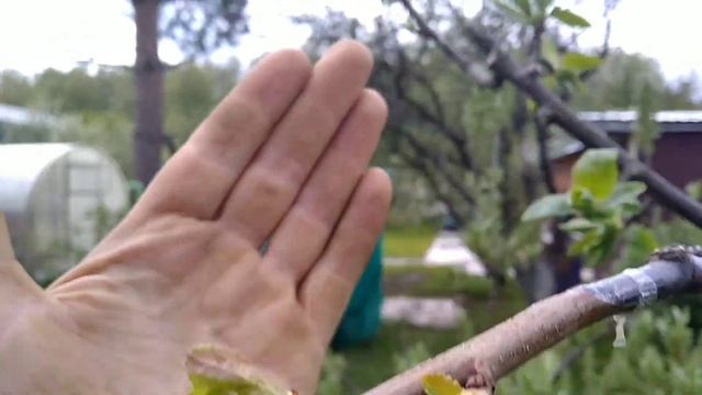 29 мая 2022. Обзор сада, цветенте груш. Обзор прививок груш, персиков, абрикосов, луизиании. смотреть онлайн