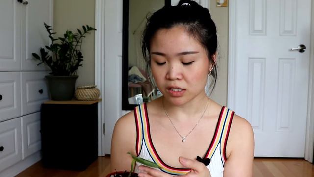 How I Rehab My Anthuriums | Damaged Leaves | My first Anthuriums смотреть онлайн