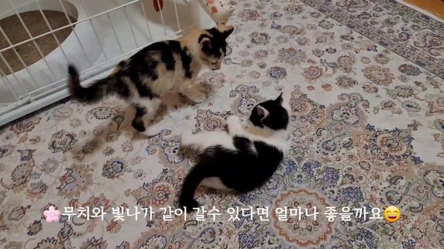 매일매일 탈출하는 새끼고양이 3남매 смотреть онлайн