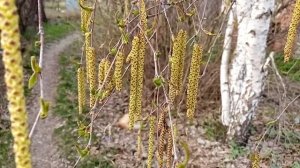 Волшебные свойства березовых сережек.