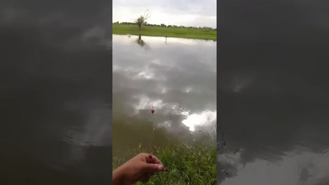 На тутник тоже можно ловить, но не всегда клюёт! смотреть онлайн