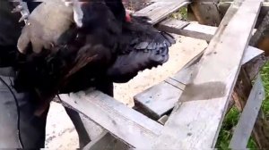 Отрезаем шпоры петуху.