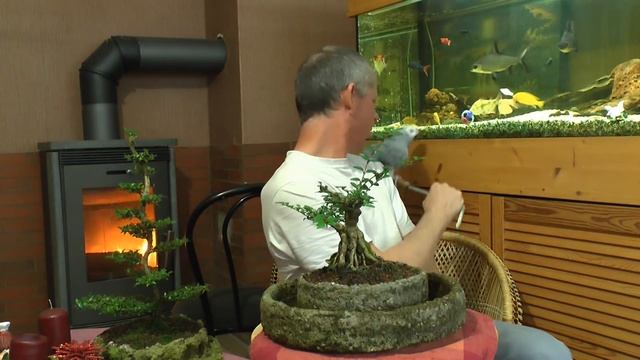 Immergrüne Bonsai Outdoor Lonicera Nitida смотреть онлайн