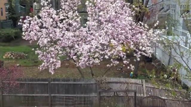 Spring time lapse movie of a magnolia tree V2.0 (nights removed) смотреть онлайн